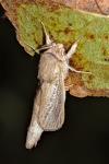 Phragmataecia castaneae
