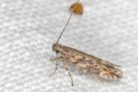 Scrobipalpa ocellatella