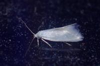 Perittia