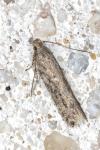Scrobipalpa