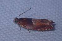 Ancylis mitterbacheriana