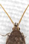 Lecithocera nigrana
