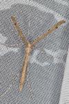 Agdistis tamaricis