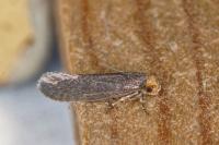 Cephimallota crassiflavella