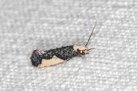 Monopis monachella