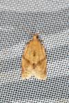 Clepsis consimilana