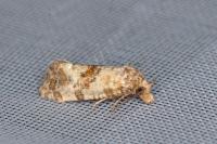 Neocochylis molliculana