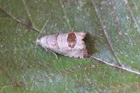 Notocelia uddmanniana