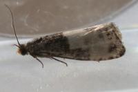 Notocelia cynosbatella