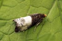 Notocelia cynosbatella