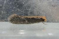Monopis crocicapitella