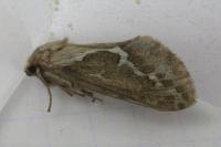 Korscheltellus lupulinus