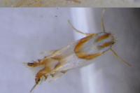 Phyllonorycter roboris
