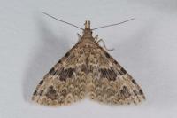 Alucita hexadactyla