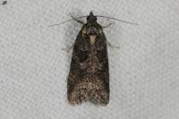 Cnephasia