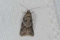 Cnephasia