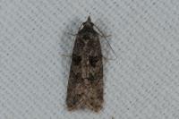 Cnephasia