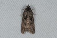 Cnephasia