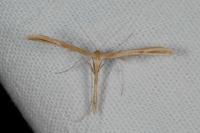 Emmelina monodactyla