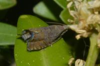 Dichrorampha plumbana