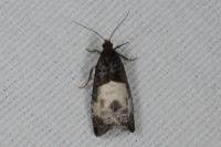 Notocelia cynosbatella