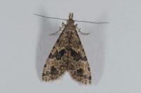 Alucita hexadactyla