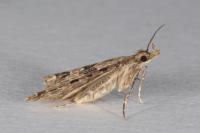 Alucita hexadactyla
