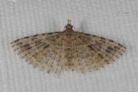 Alucita hexadactyla
