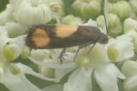 Pammene aurana