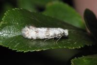 Scythropia crataegella