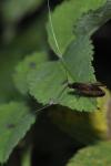Nemophora metallica