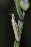 Pleurota