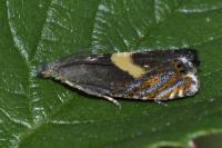 Dichrorampha petiverella