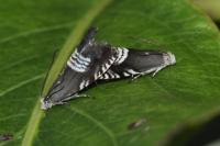 Grapholita compositella