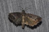Cydia pomonella