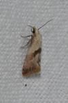 Falseuncaria ruficiliana