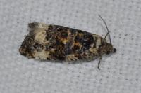 Endothenia gr. gentianaeana