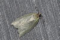 Tortrix viridana