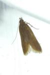 Helcystogramma rufescens