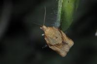 Clepsis consimilana