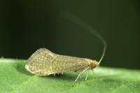 Nematopogon adansoniella