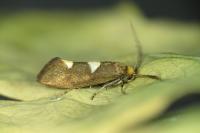 Incurvaria masculella