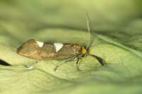Incurvaria masculella