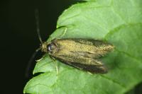 Incurvaria koerneriella