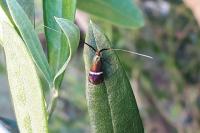 Adela australis