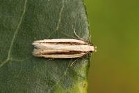 Mirificarma interrupta