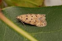 Pseudotelphusa occidentella