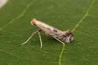 Parornix torquillella