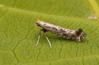 Parornix torquillella