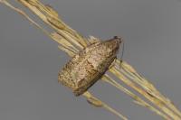 Syndemis musculana